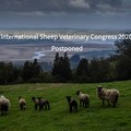 International Sheep Veterinary Congress Postponed